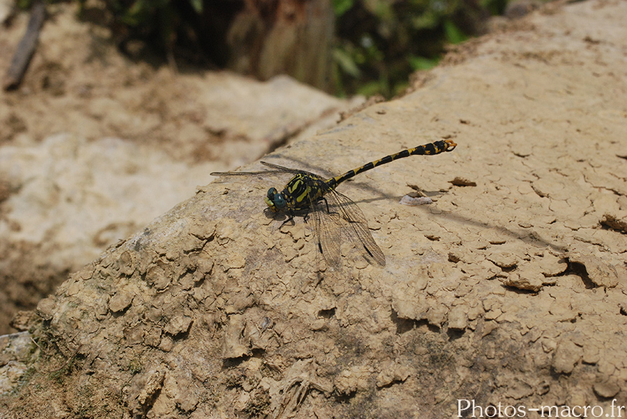 Onychogomphus uncatus